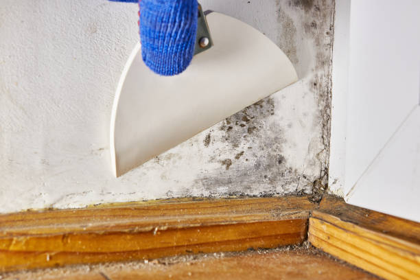 Best Mold Remediation for Healthcare Facilities  in Sanford, ME